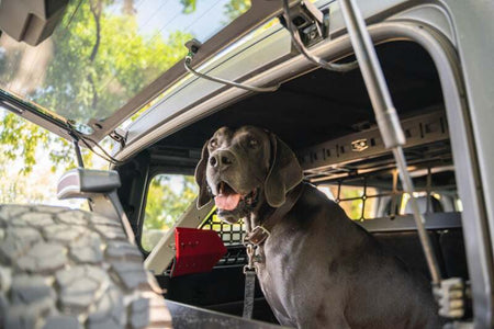 DV8 Offroad 2021-2024 Ford Bronco Dog Barrier